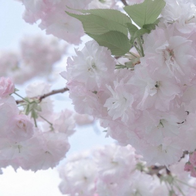 Furry插画灵感合集FurryQQ群